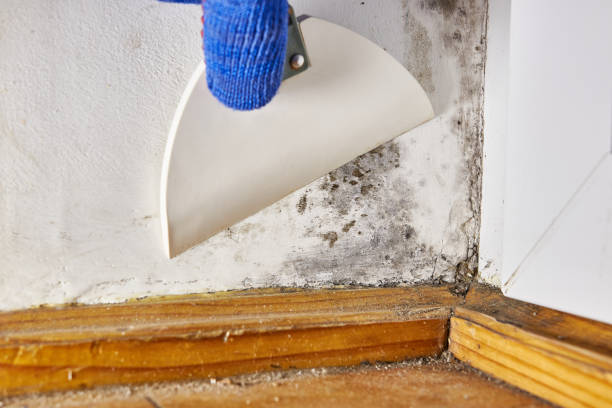 Best Environmental Consulting for Mold Prevention  in Plainview, NY